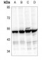 Anti-EIF3F Antibody