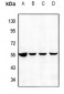 Anti-DR3 Antibody