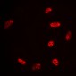 Anti-Histone Deacetylase 3 Antibody