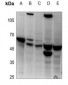 Anti-Histone Deacetylase 3 Antibody