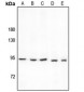 Anti-PCAF Antibody