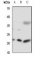 Anti-RAB7L1 Antibody