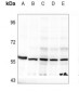 Anti-DOK2 (pY299) Antibody