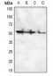 Anti-CD32c Antibody
