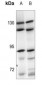 Anti-ARHGEF1 Antibody