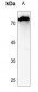 Anti-CNT2 Antibody