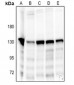 Anti-NOLC1 Antibody