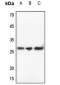 Anti-IL-32 Antibody