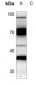 Anti-CRSP7 Antibody