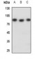 Anti-NFE2L3 Antibody