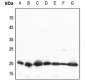 Anti-TOM20 Antibody