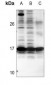 Anti-BIM Antibody