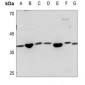 Anti-SAE1 Antibody