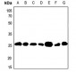 Anti-BCAS2 Antibody