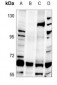 Anti-hnRNP Q Antibody