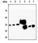 Anti-Tetraspanin 9 Antibody