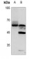 Anti-GPR75 Antibody