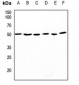 Anti-CDC37 Antibody