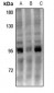 Anti-UHRF1 Antibody