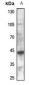 Anti-GPR132 Antibody