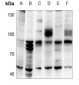 Anti-Cytochrome P450 39A1 Antibody