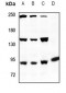 Anti-ANAPC Antibody