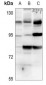 Anti-Histone Deacetylase 7 Antibody