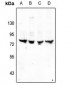 Anti-TRIM68 Antibody