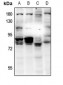 Anti-RAD18 Antibody