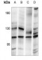 Anti-SENP7 Antibody