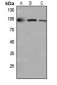 Anti-CD318 Antibody