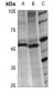 Anti-LASS4 Antibody