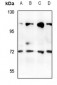Anti-Rabaptin 5 beta Antibody