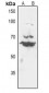Anti-Histone Deacetylase 10 Antibody