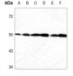 Anti-Caspase 12 Antibody