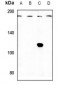 Anti-IQGAP3 Antibody