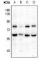 Anti-CD172a Antibody