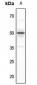 Anti-SERINC2 Antibody