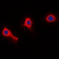 Anti-p47 phox (pS370) Antibody