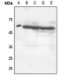 Anti-p47 phox (pS370) Antibody