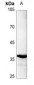 Anti-C/EBP alpha (pS193) Antibody