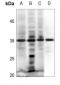 Anti-EPO Antibody