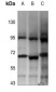 Anti-Beta-galactosidase Antibody