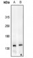 Anti-c-Met (pY1235) Antibody