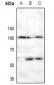 Anti-CTIP (pS327) Antibody