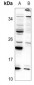 Anti-SNRPD3 Antibody