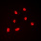 Anti-BAF53A Antibody