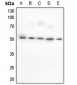 Anti-BAF53A Antibody