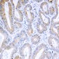 Anti-ARF4 Antibody