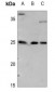 Anti-ARF4 Antibody